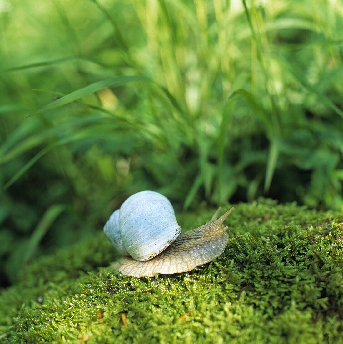 Edible snail, Helix pomatia