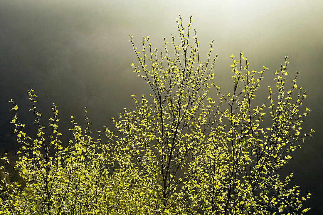 Birch in spring