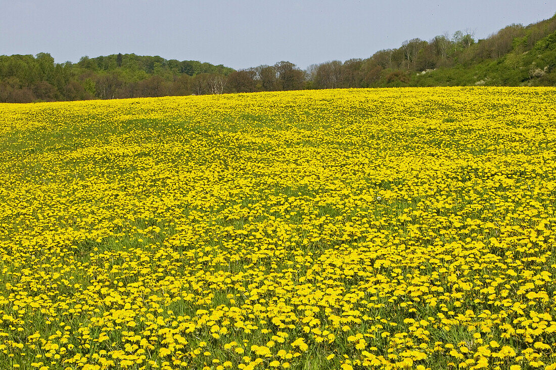 Meadow full of dandelions