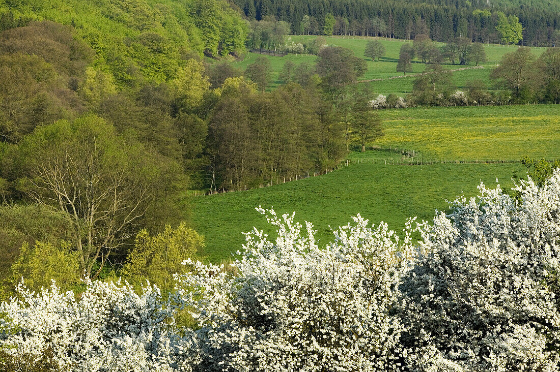 Flowering black thorn