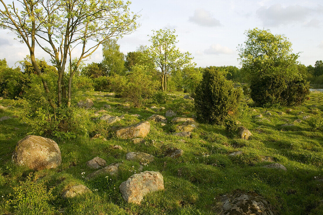 Nature reserve, Abullahagen, Eslöv, Skåne, Sweden