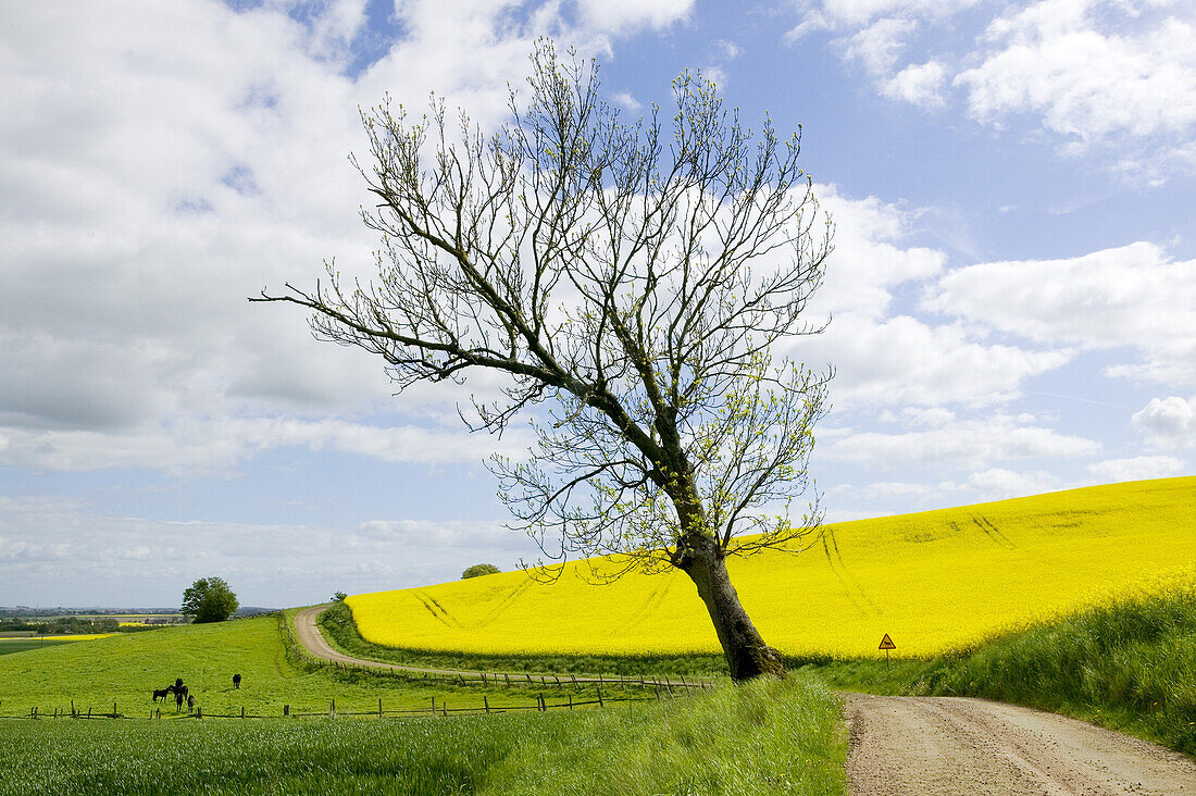 Rape field and green fields, twisted gravel road and tree, Skåne, Sweden