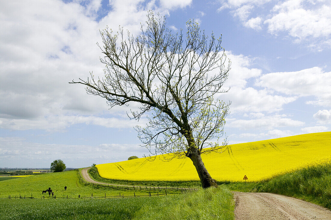 Rape field and green fields, twisted gravel road and tree, Skane, Sweden