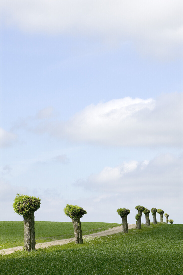 New-cutted willows on the fields