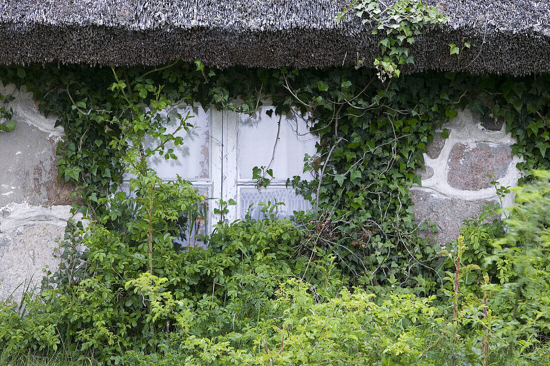 Window with ivy