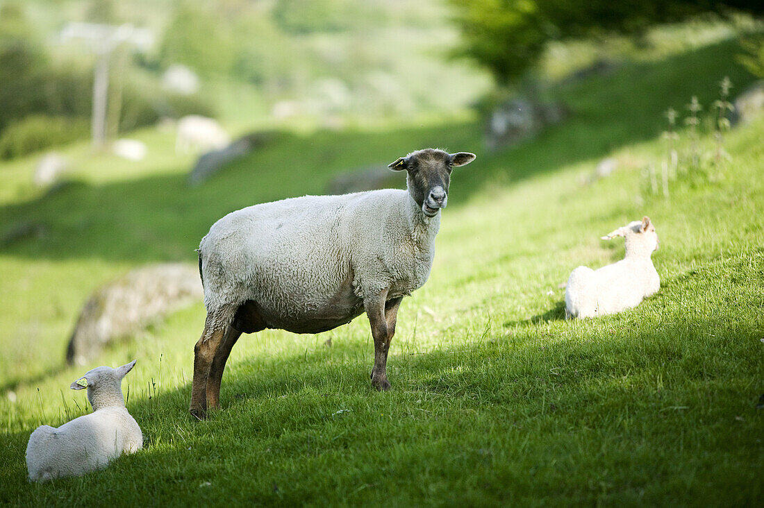 Ewe and lamb