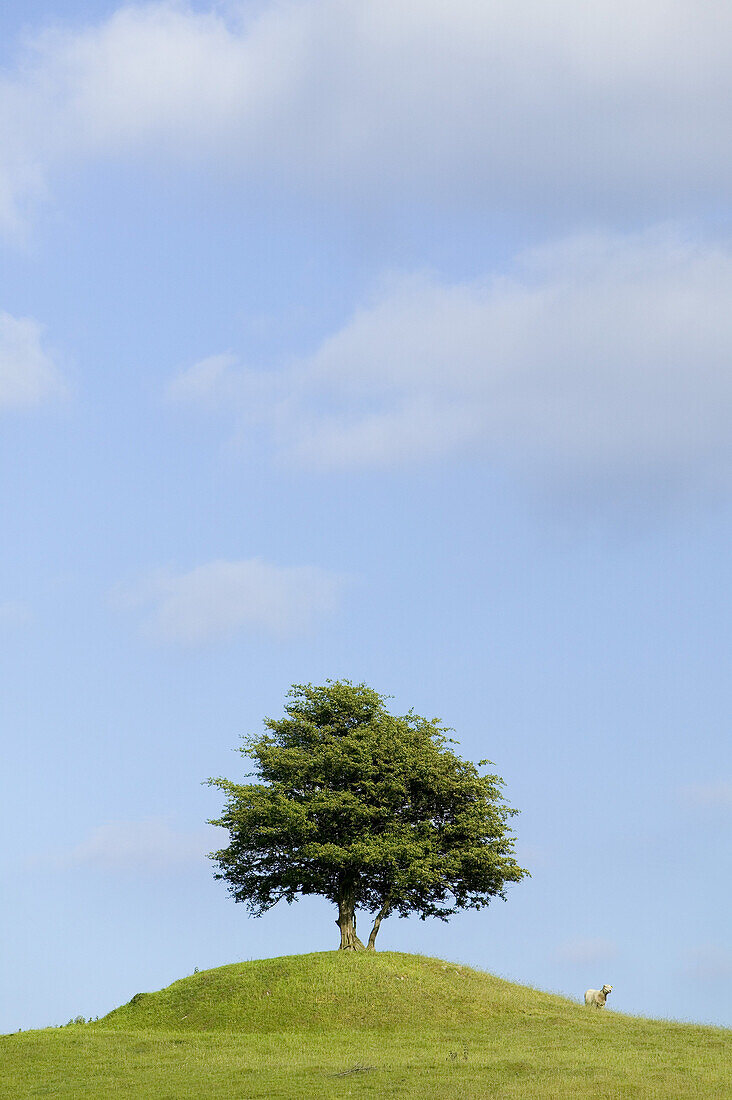 Tree on a hill