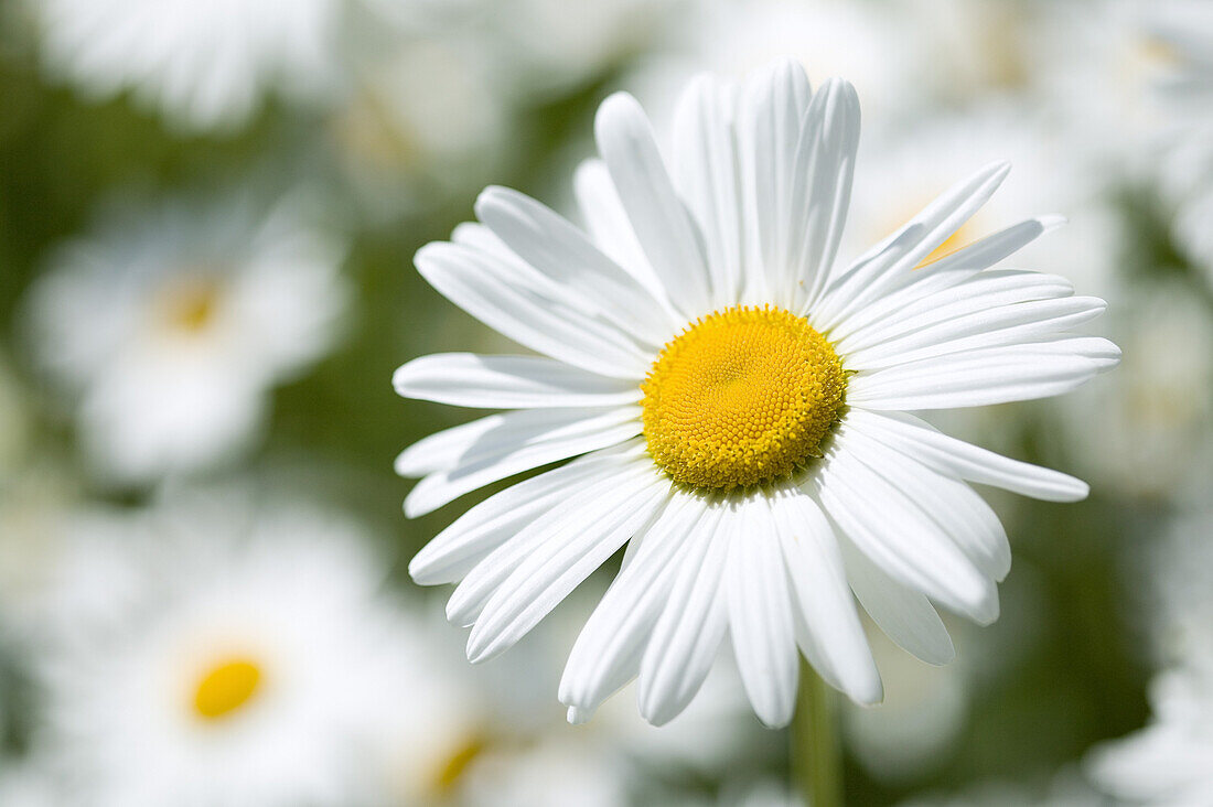 Gänseblümchen