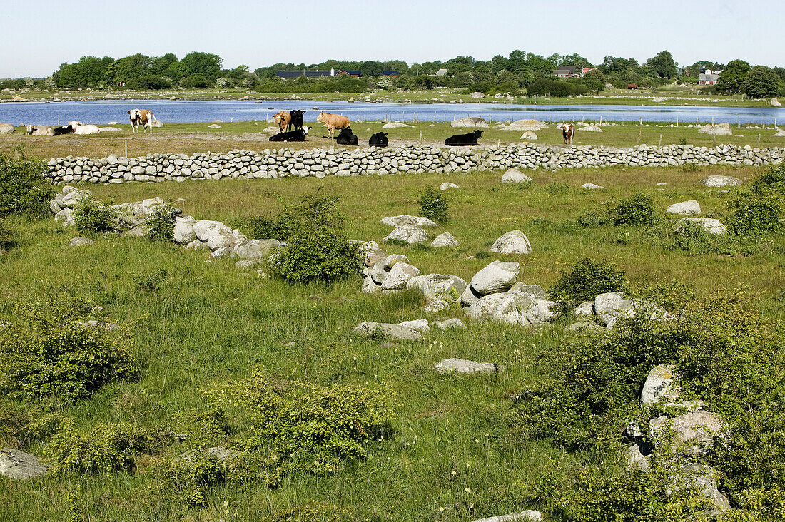 Meadowland, cows and stone walls, Tosteberga meadows, Skåne, Sweden