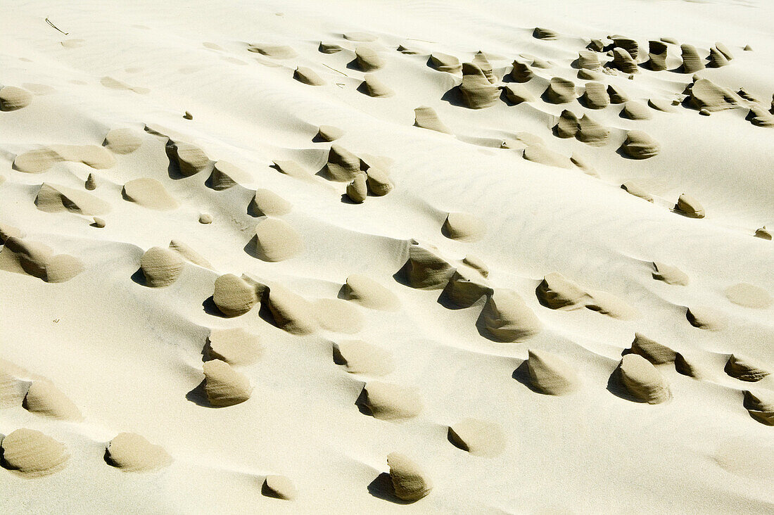 Sand dunes, Raabjerg Mölle, Jutland, Denmark