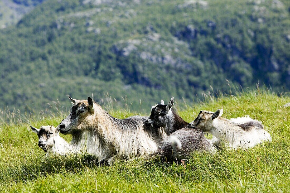 Goats in the mountains
