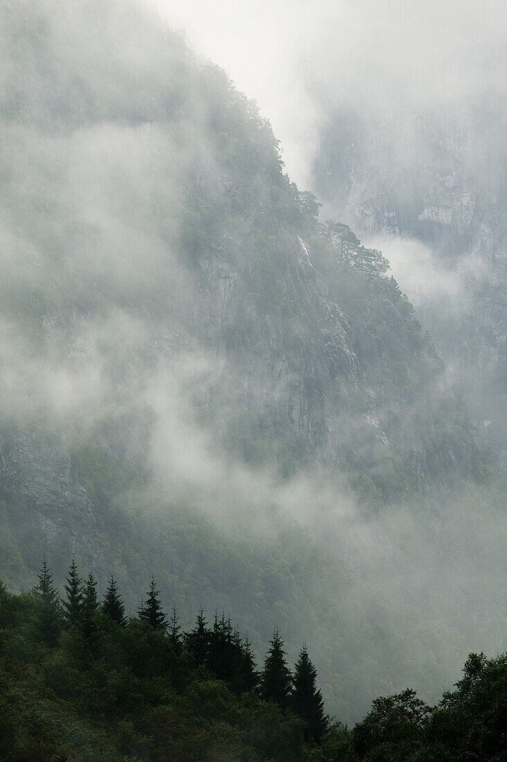 Spruce forest in fog