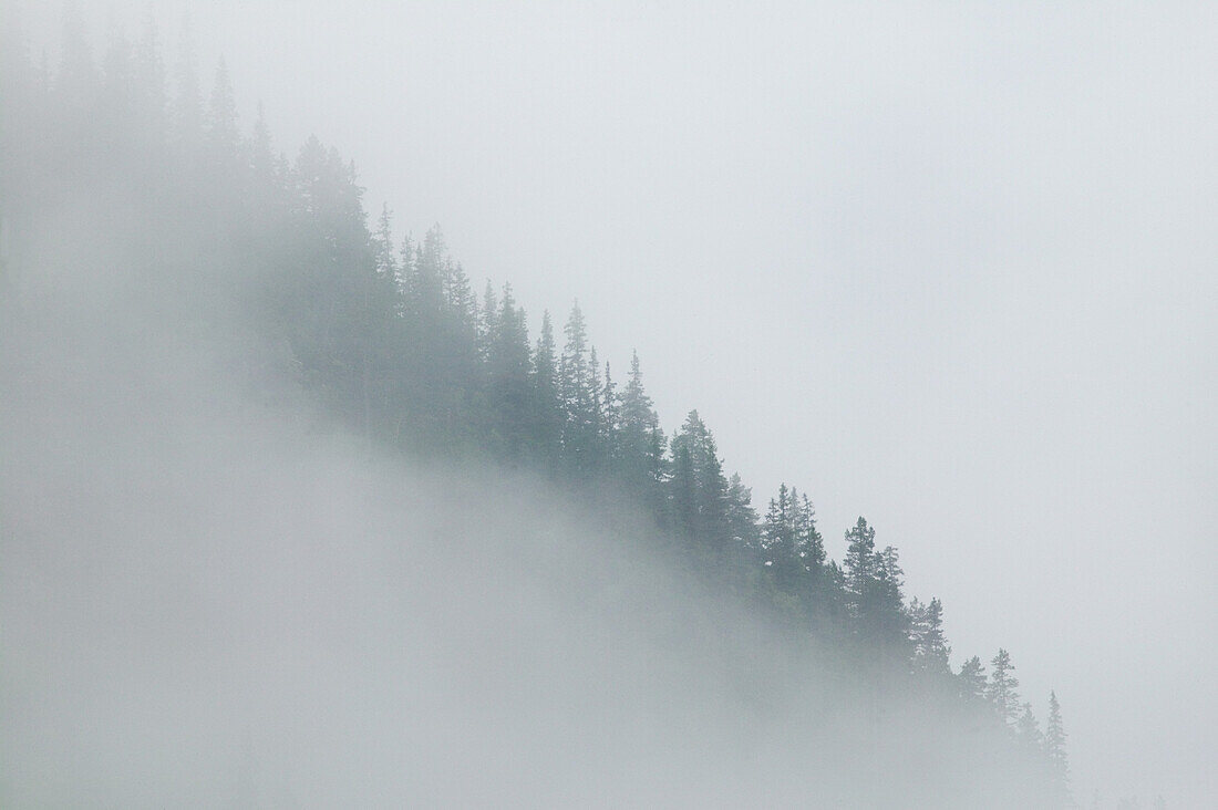 Spruce forest in fog