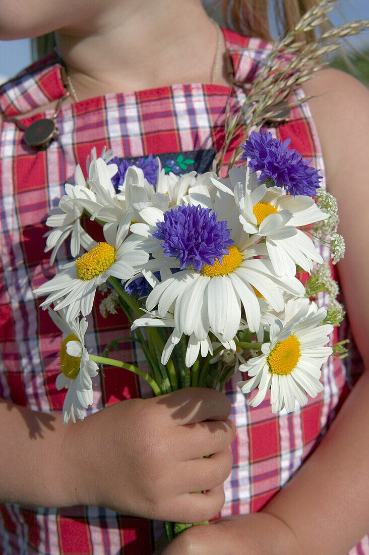 Girl has picked a bouquet of daisies and cornflower