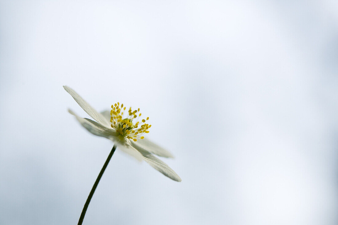 Close-up of a wood anemone