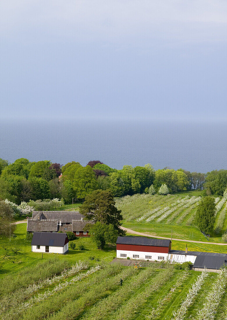 Fruit farm, Skåne, Sweden