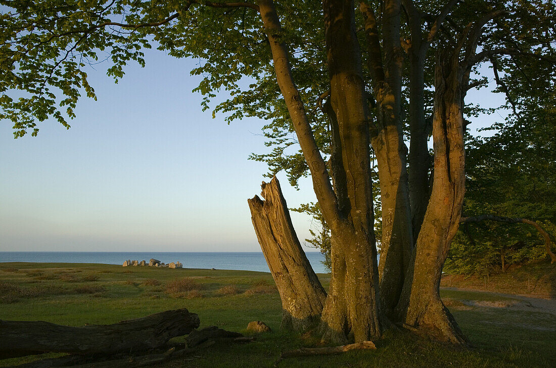 Beech grove at Haväng, Österlen, Skåne, Sweden