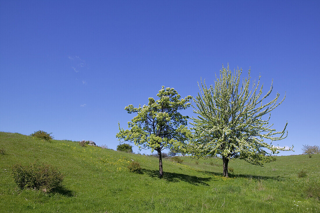 Flowering trees in Brosarps Backar, osterlen, Skane, Sweden