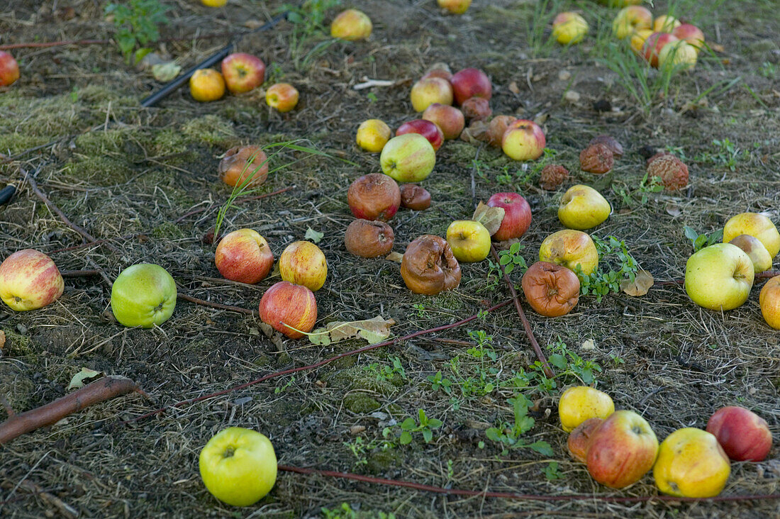 Apple cultivation, Kivik, Österlen, Skåne, Sweden