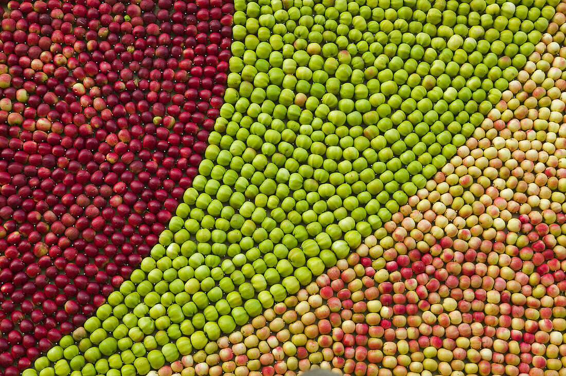 Art of apples, Kivik, Österlen, Skåne, Sweden