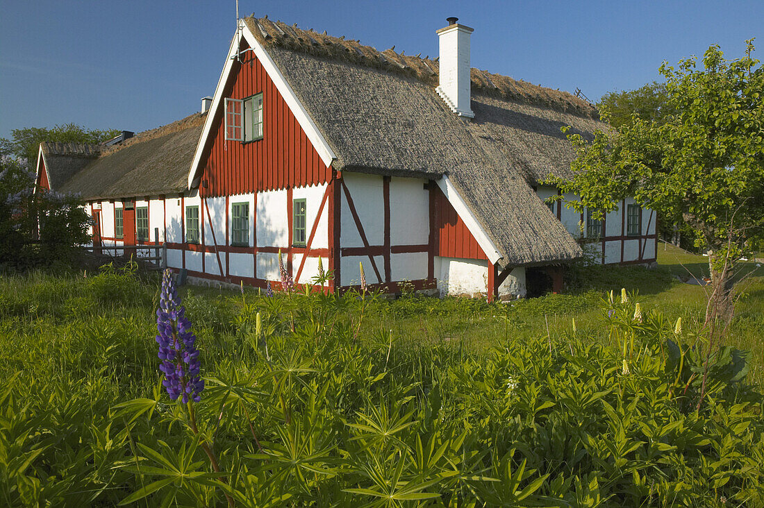 Lupain in blossom in front of old house