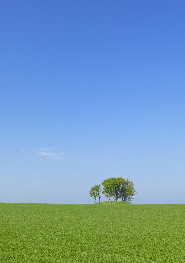 Trees in grainfield