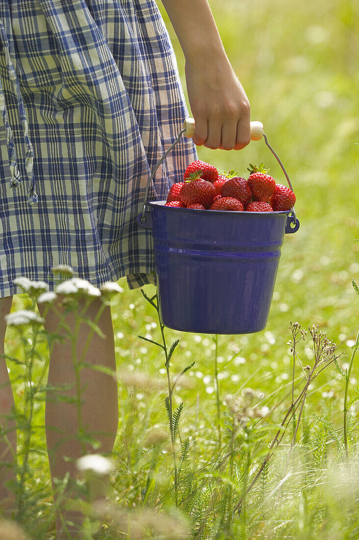 Strawberries in buckett