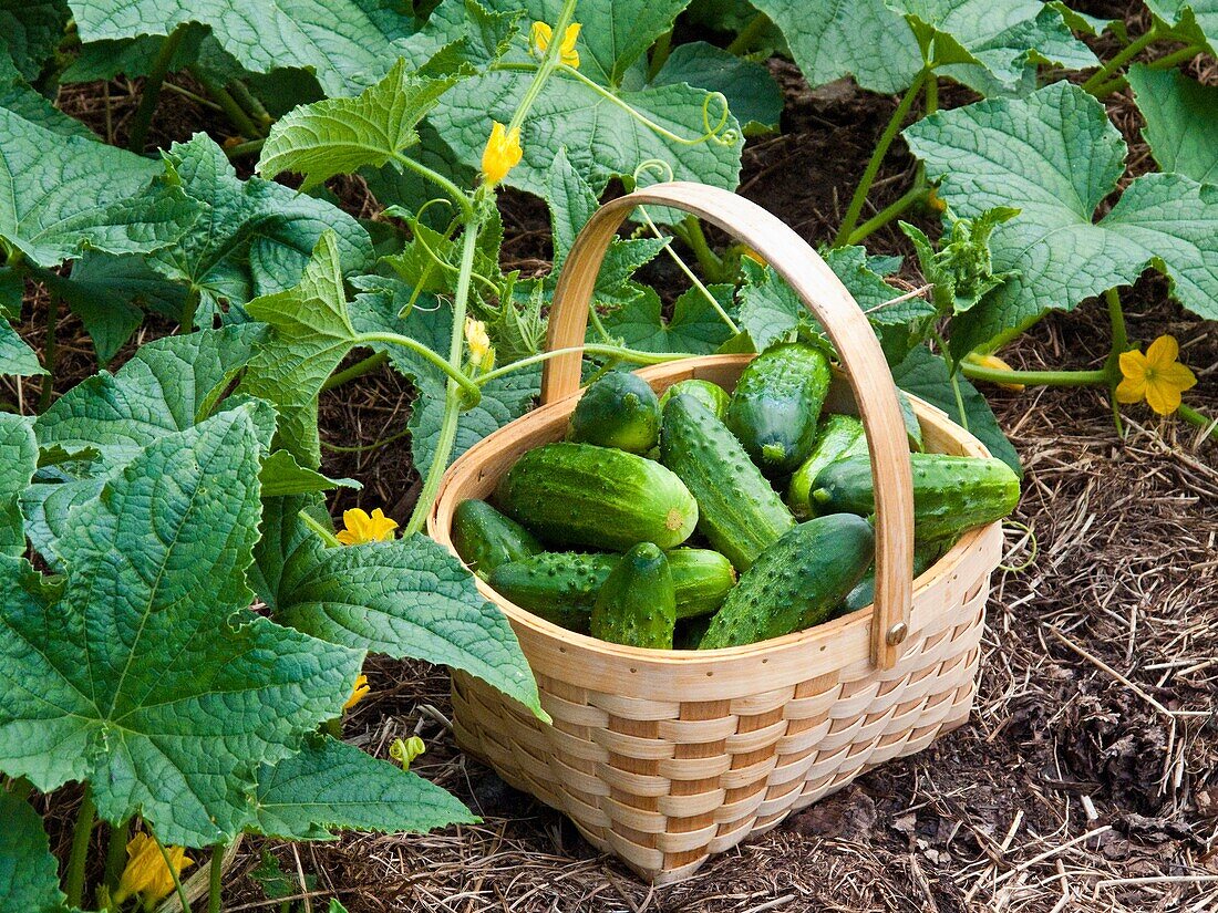 cucumbers in basket in garden