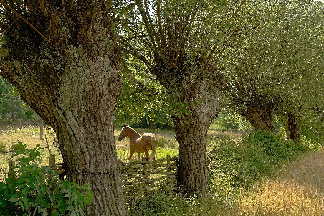 Horse in meadow. Mazowsze region Central Poland