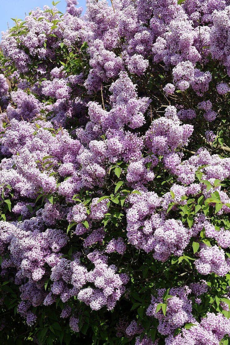 Lilac flower tree bush in early spring