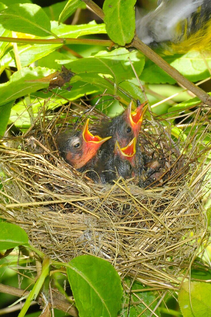 Bird nest with mother and young at Ouimet Canyon Ontario Canada