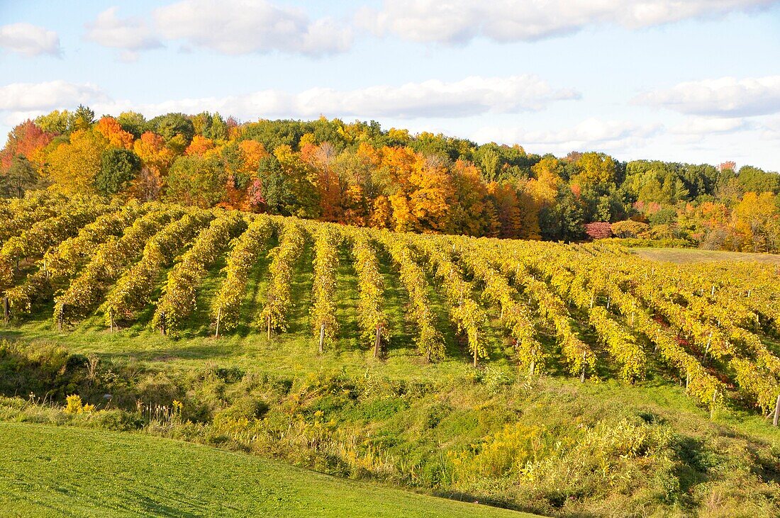 Fall Colors Winery Vineyards Finger Lakes Region New York