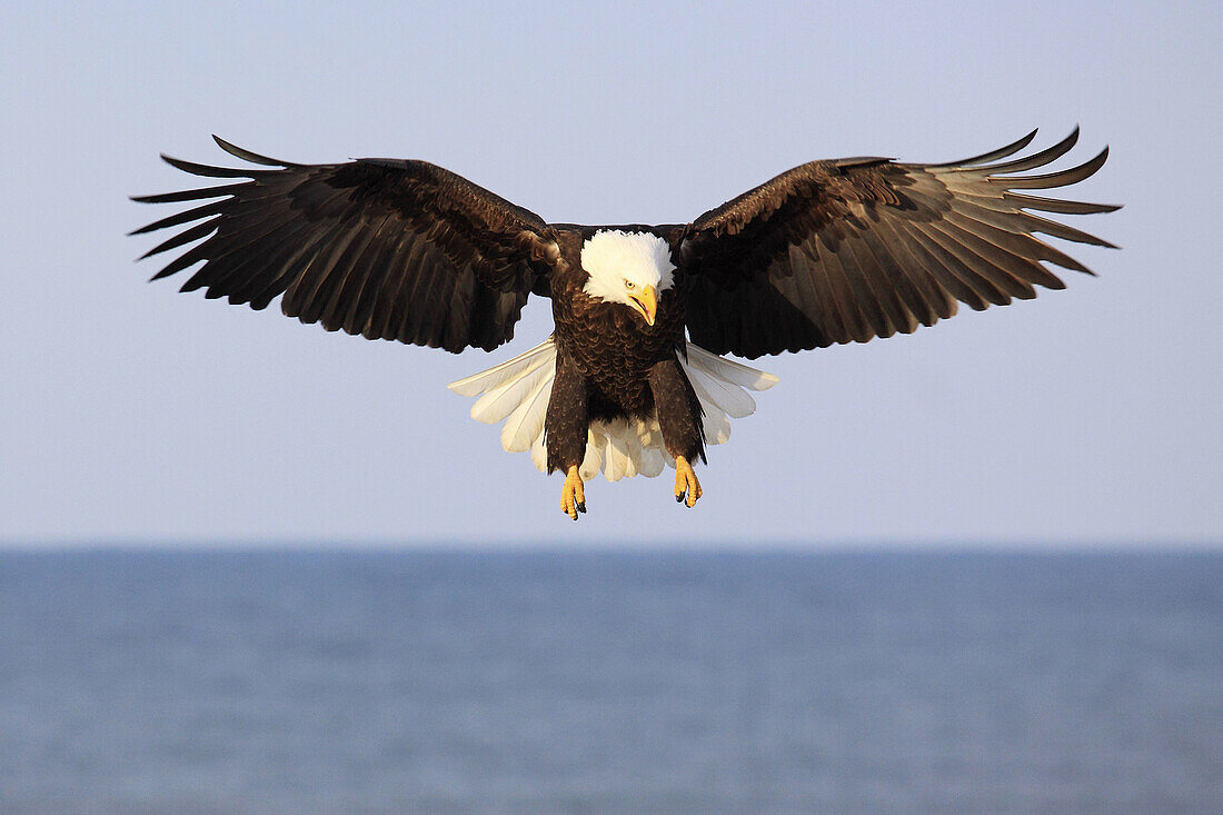 Bald Eagle, Haliaeetus leucocephalus, Weisskopfseeadler, Homer, Kenai Peninsula, Alaska, USA