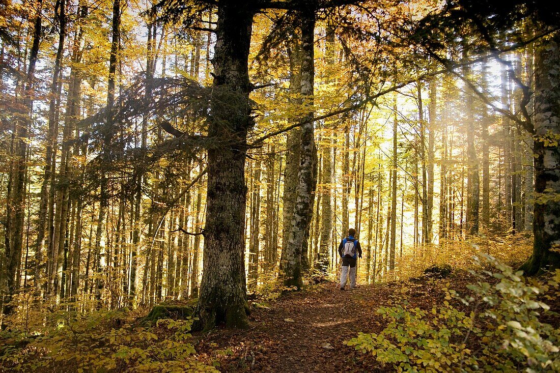 Beech, Beechwood, Irati, Navarre, Spain, L60-958246, agefotostock 