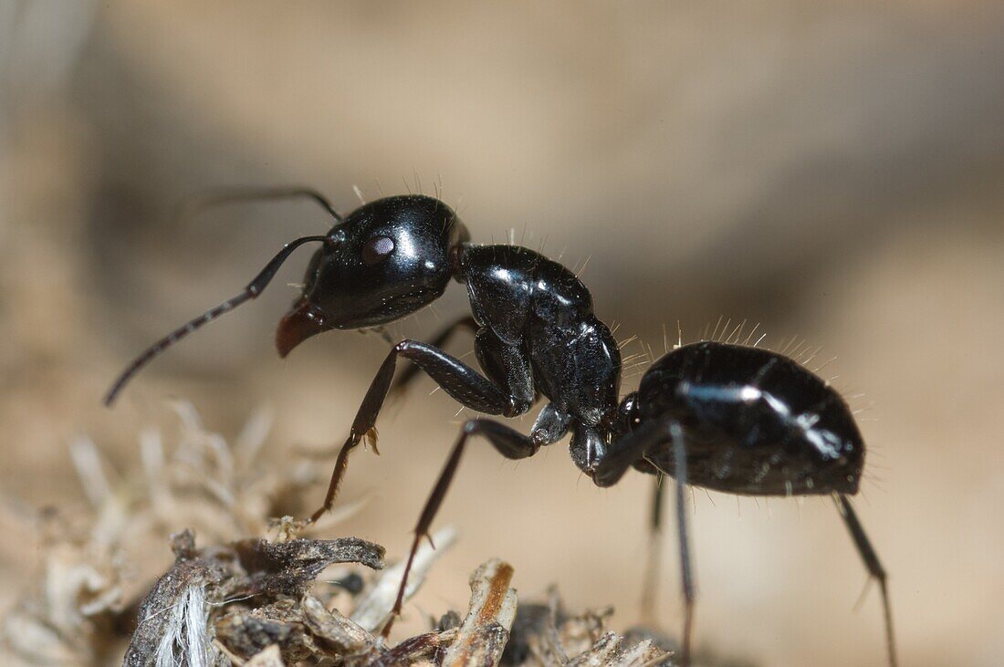 Camponotus foreli, aggressive mediterranean ant worker