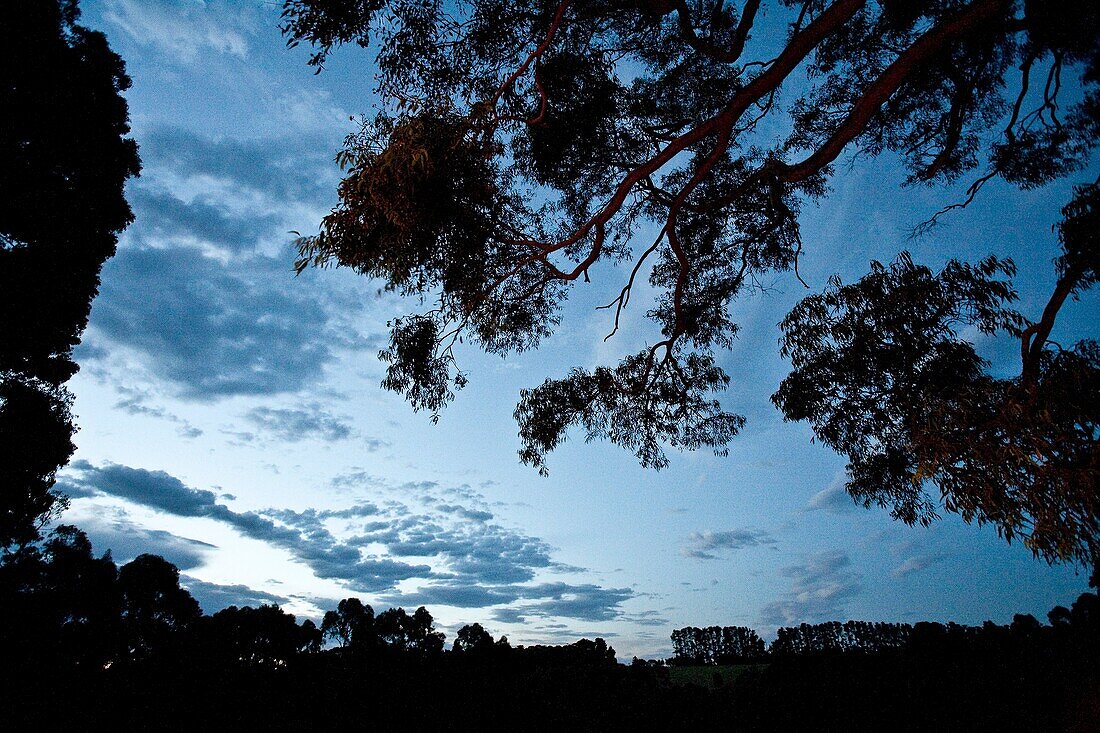 Silhouette of gum trees at dusk country Australia
