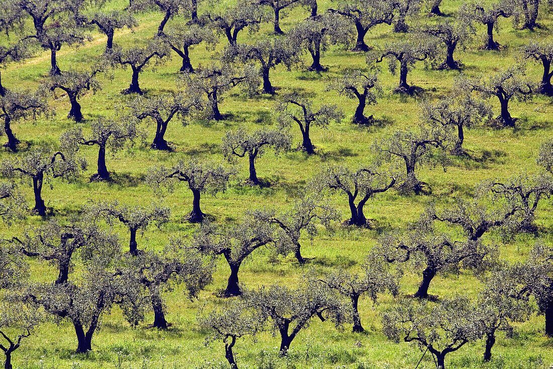 Olive tree groves farms agriculture Agrigento Province Sicily Italy