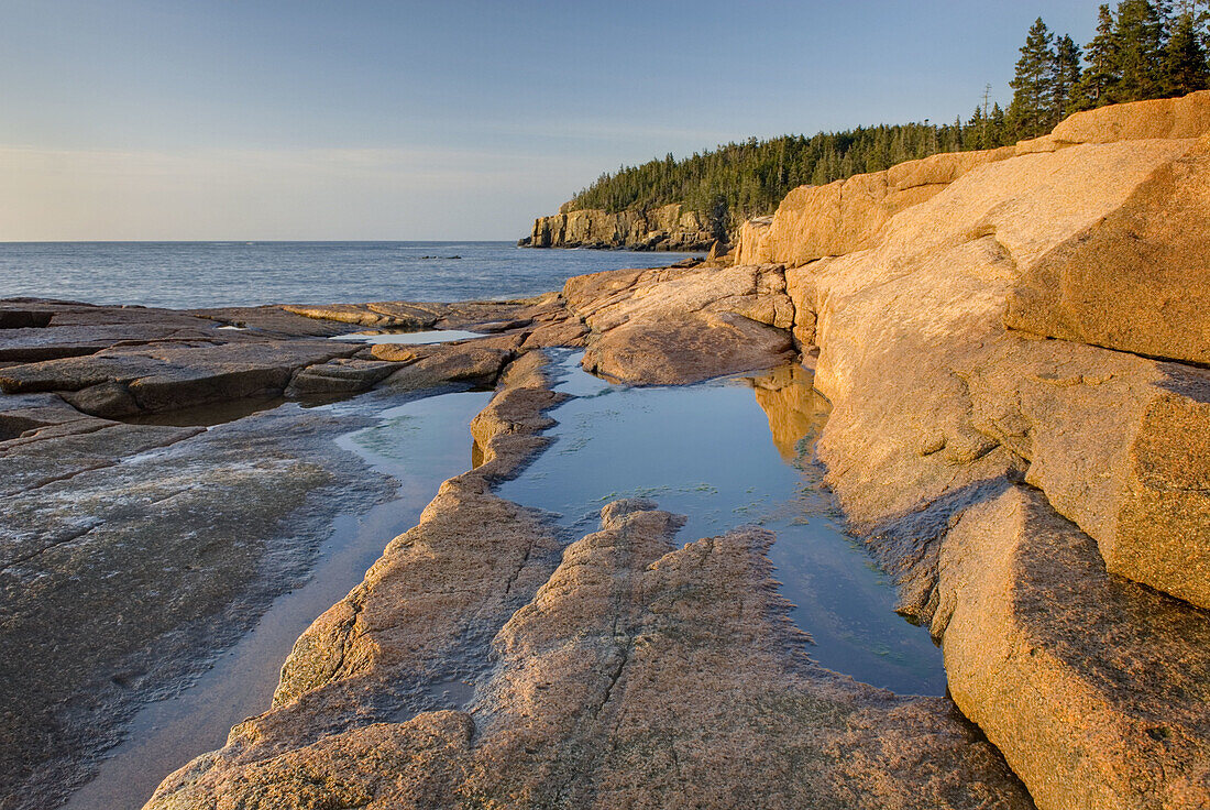 Colorful pink granite of Otter Point glows in the morning light, Acadia National park Maine USA
