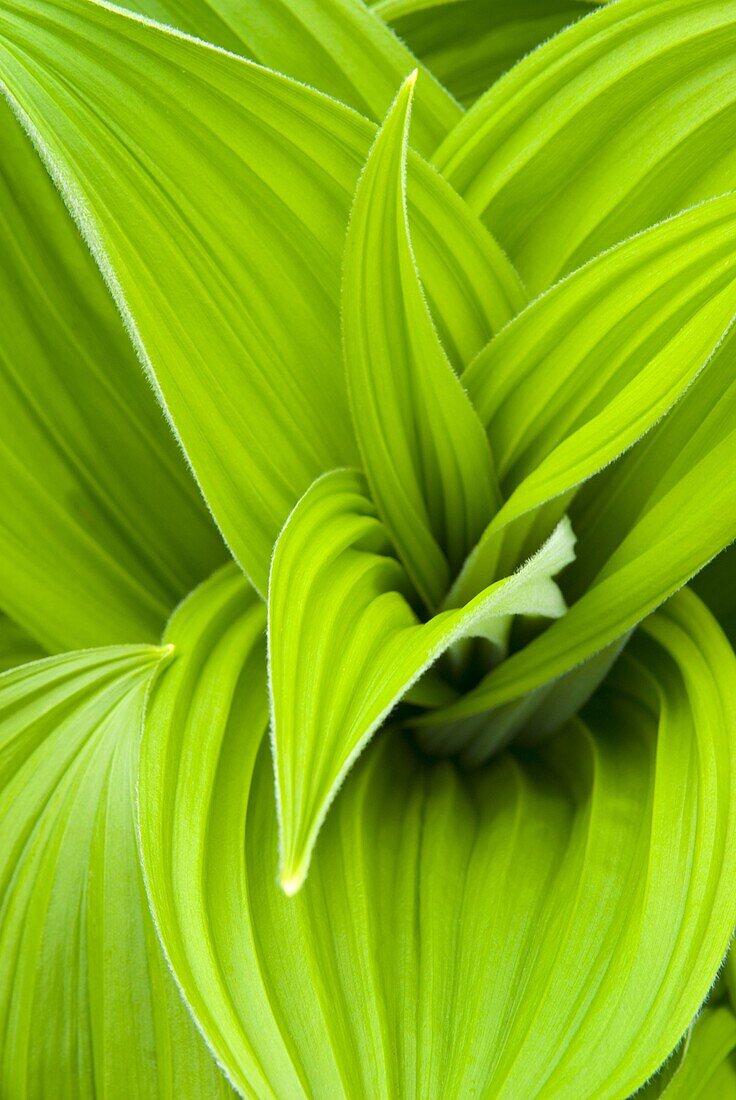 False helebore/ Corn Lily Veratrum viride