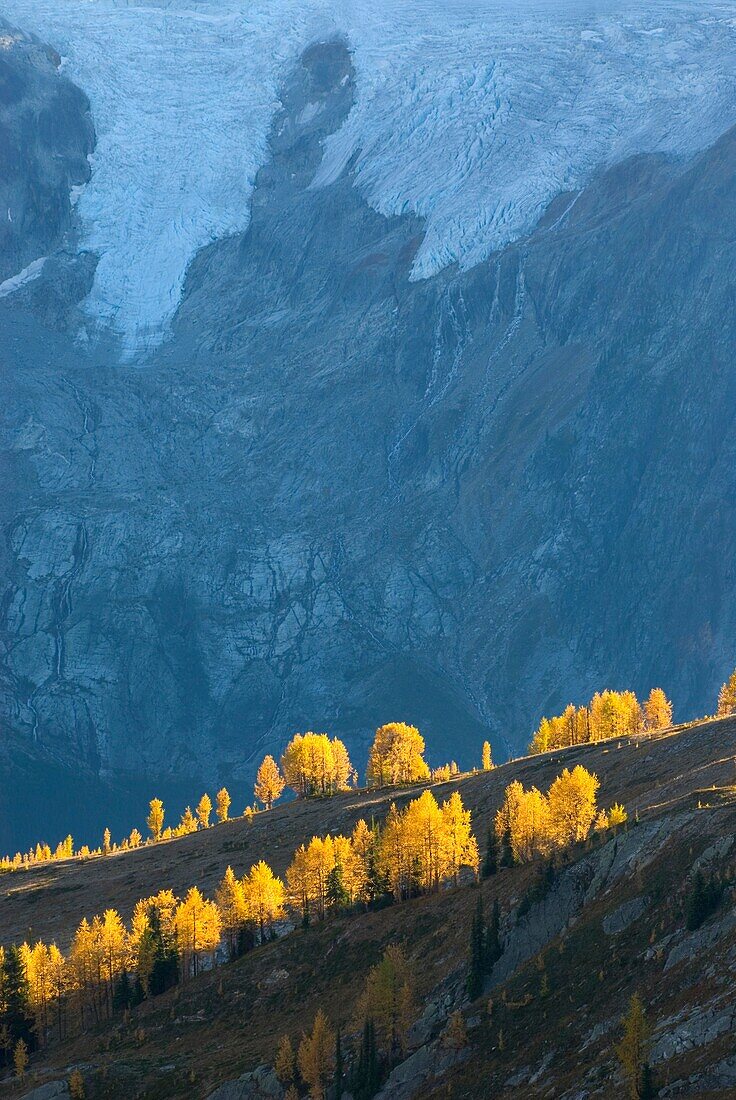 Alpine larches Larix lyallii in autumn foliage are lit by the evening sun on slopes of the Purcell Mountains British Columbia