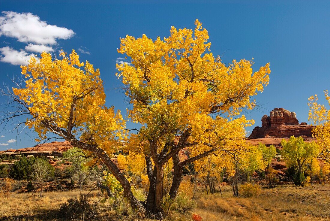 Cottonwood trees displaying brilliant autumn foliage in Squaw Canyon, Canyonlands National Park Utah USA