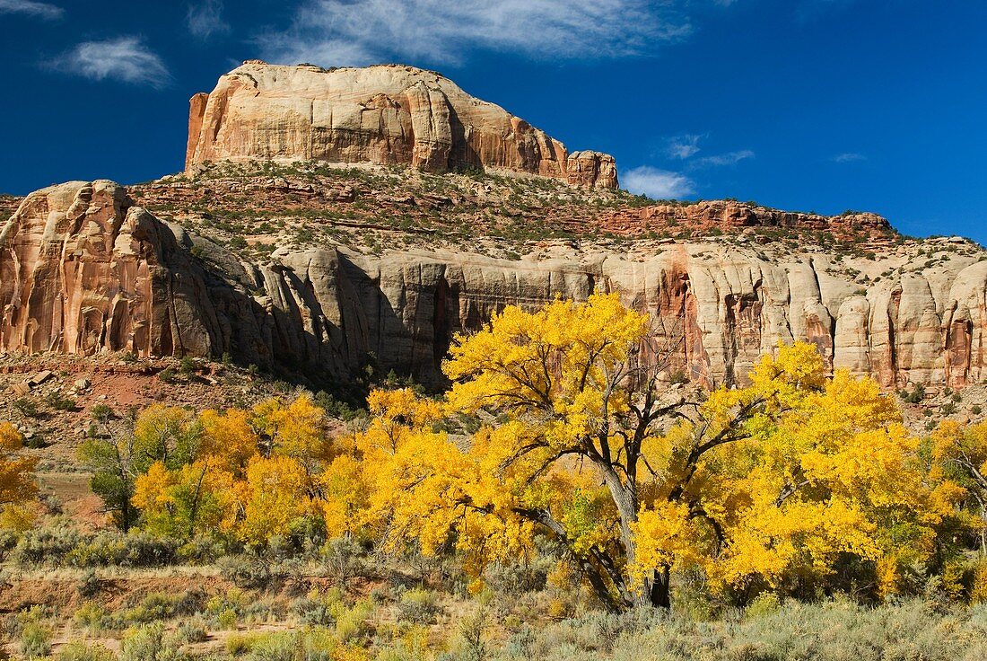 Cottonwood trees displaying brilliant autumn foliage along Indian Creek Canyon Utah