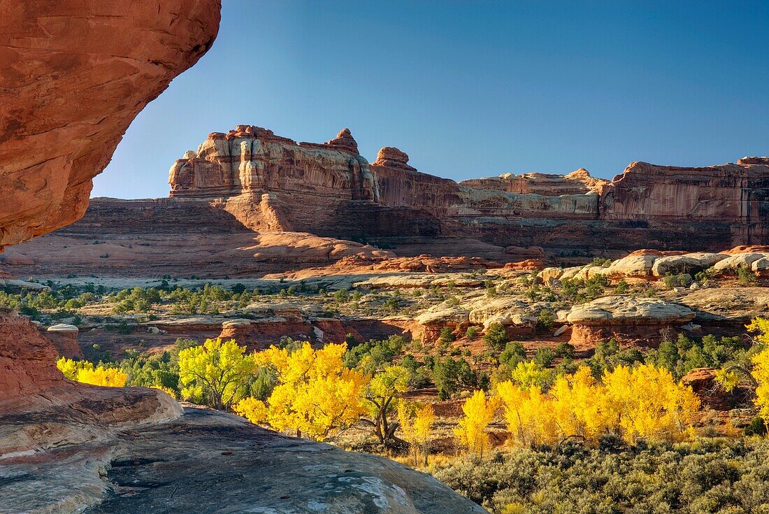 Cottonwood trees displaying brilliant autumn foliage in Squaw Canyon, Canyonlands National Park Utah USA