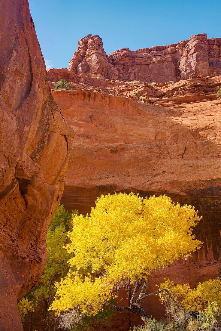 Cottonwood trees with golden leaves in Neon Canyon, Grand Staircase Escalante National Monument Utah