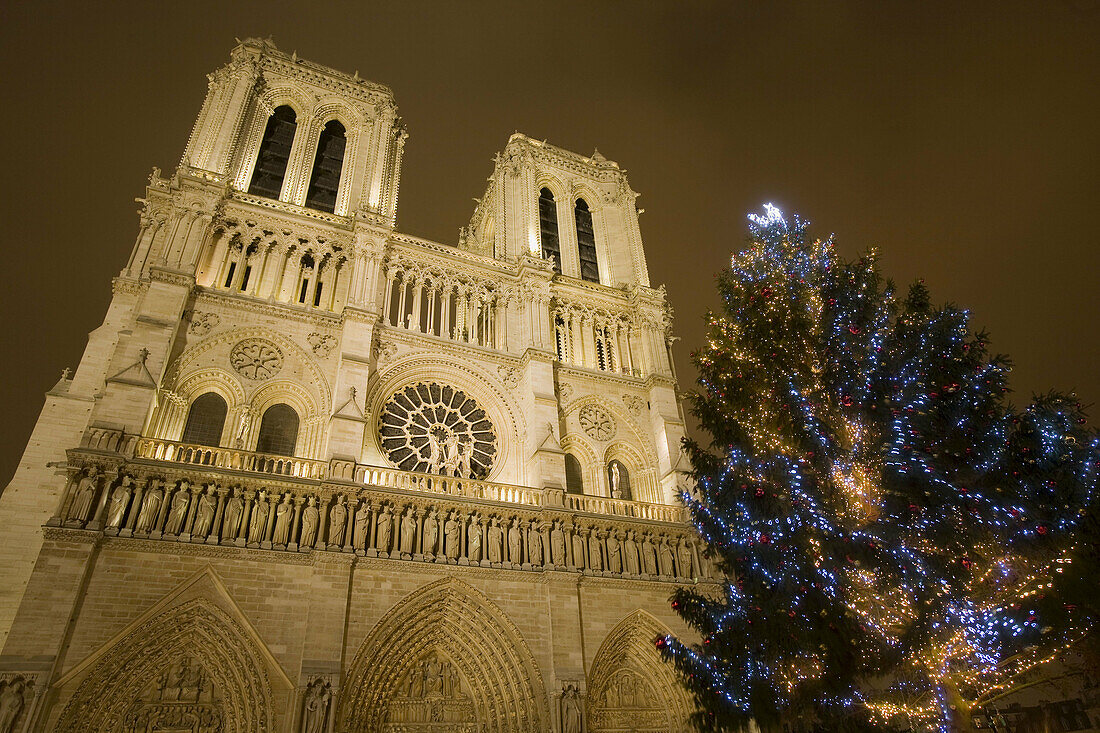 Christmas tree at Notre Dame cathedral, Paris, France