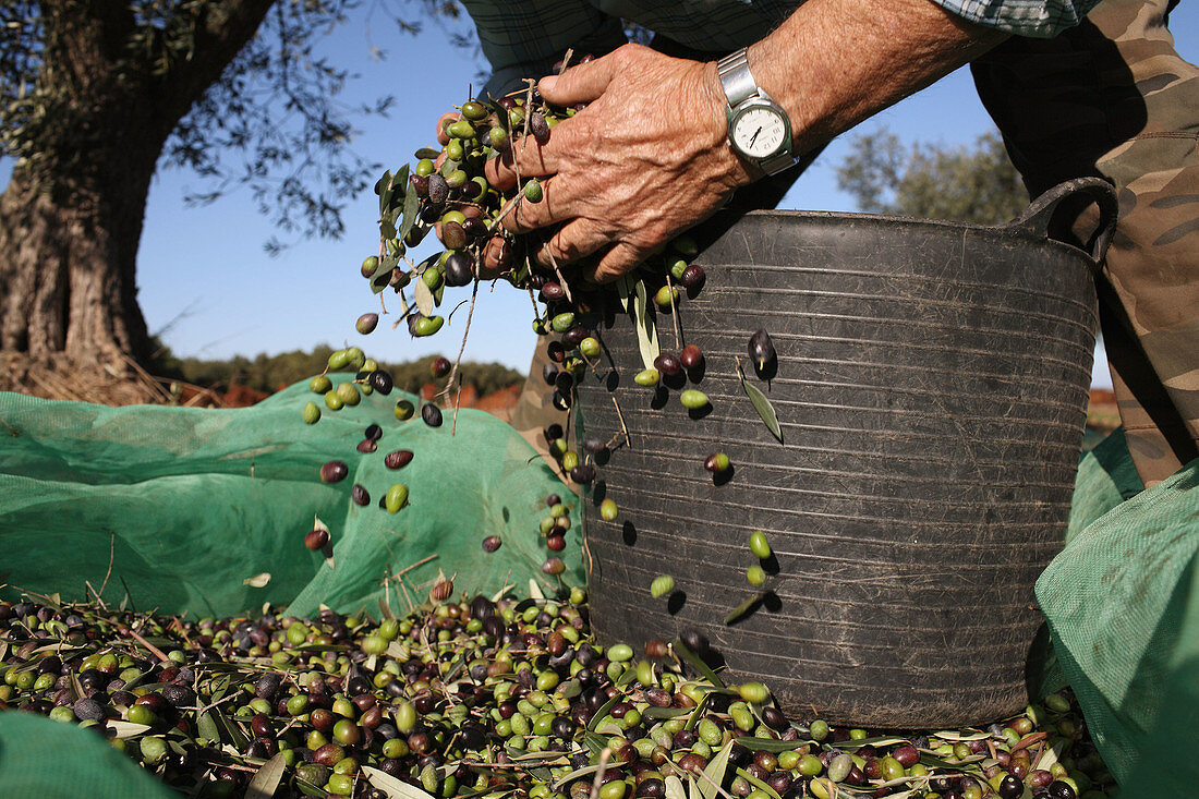 Olive harvest, Mont-ras, Baix Emporda, Girona province, Catalonia, Spain