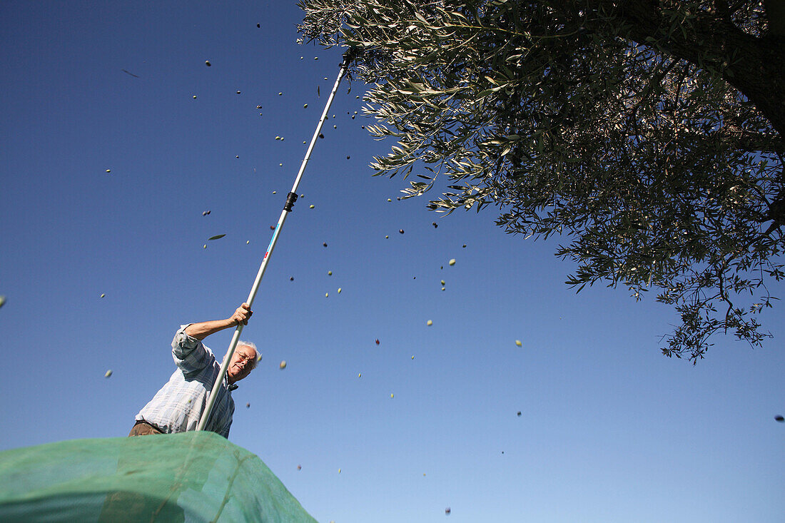 Harvesting olives, Mont-ras, Baix Emporda, Girona province, Catalonia, Spain