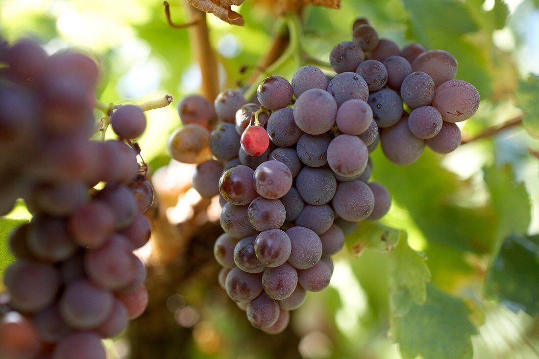 Grapes. Pollestres, Pyrenres-Orientales, France