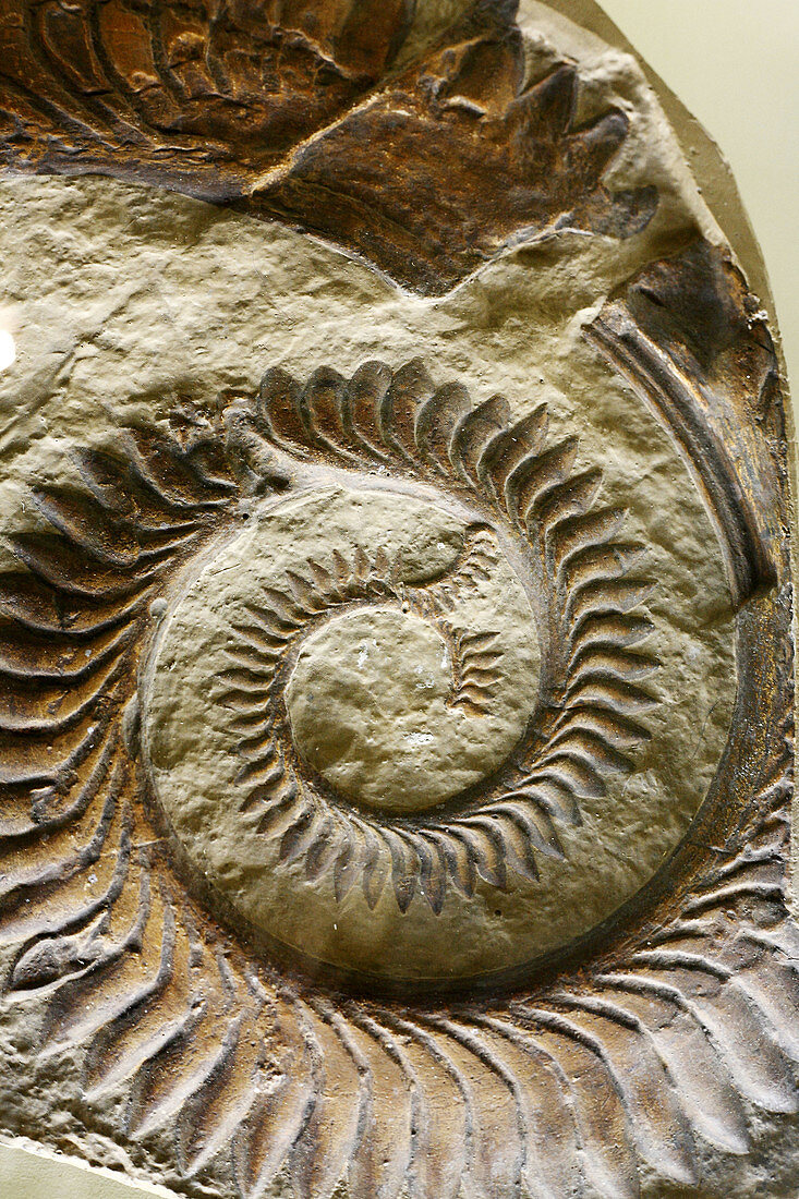 Fossil  Helicoprion bessonowi), Palaeontology museum, Moscow, Russia