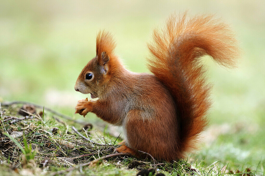Red Squirrel  Sciurus vulgaris), Germany